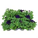 Bild von Petunia P9 Blue